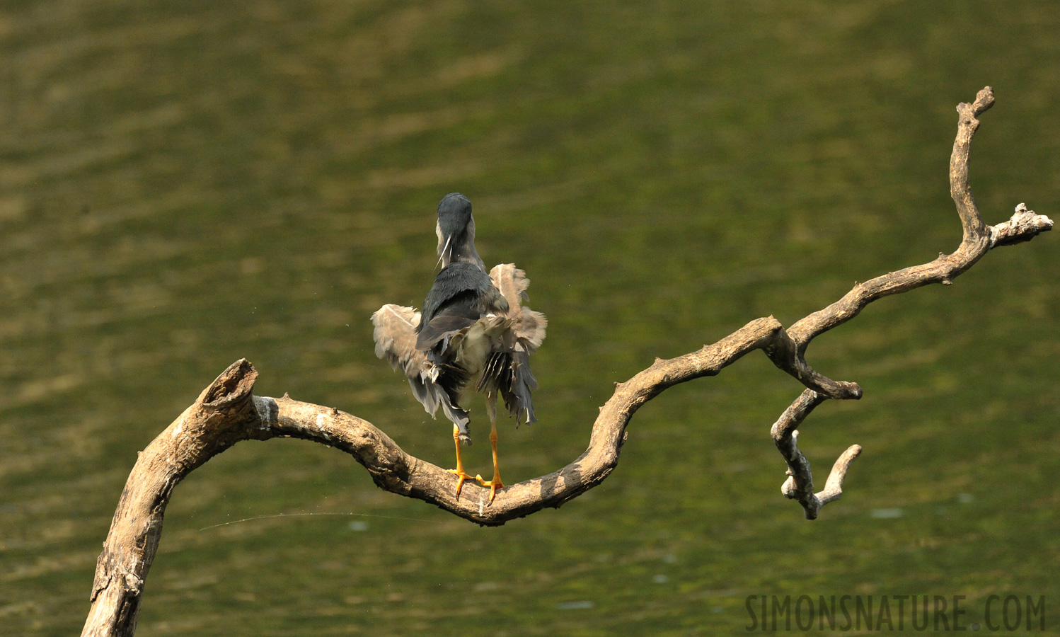 Nycticorax nycticorax nycticorax [550 mm, 1/6400 Sek. bei f / 8.0, ISO 5000]